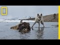 Yellowstone Wolves and Ecosystem Dynamics
