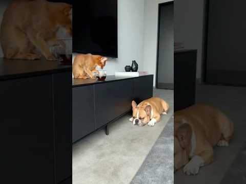 "IT WAS HIM!" Dog Points His Paw at the Guilty Direction 💯👆