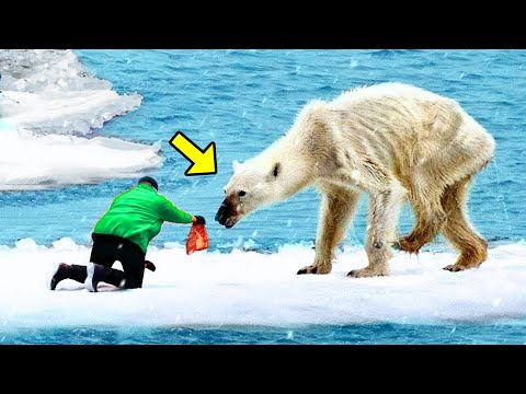 Un Oso Polar Exhausto Pide Ayuda A Un Hombre ¡No Creerás Lo Que Hizo Después!