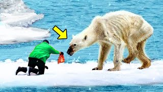 Un Oso Polar Exhausto Pide Ayuda A Un Hombre ¡No Creerás Lo Que Hizo Después!