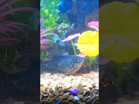 পাঁচ বছরের পুরনো রঙ্গিন মাছ 😱 #fish #aquarium #nice