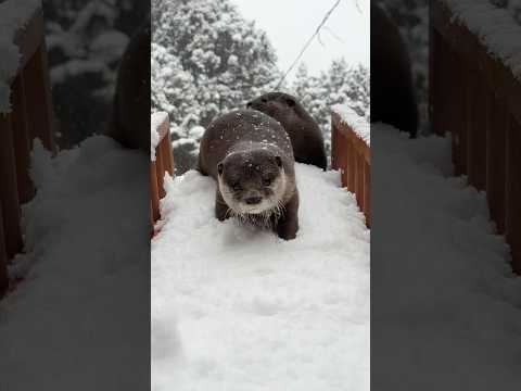 雪にまみれて遊ぶカワウソが超絶可愛らしい😍😍 Super Cute Otters Playing in the Snow #shorts