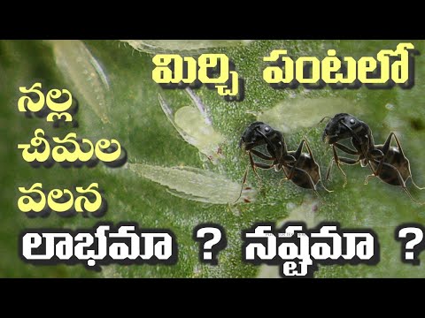 Chilli Thrips vs Ants || నల్ల చీమల వలన పంట కు లాభమా, నష్టమా ? || agrimozi.com || Rythu badi
