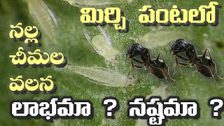 Chilli Thrips vs Ants || నల్ల చీమల వలన పంట కు లాభమా, నష్టమా ? || agrimozi.com || Rythu badi