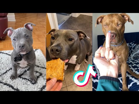 Adorable Puppies to make your day better Cute Puppy Mix Ep. 3 #cutedogs #puppy #dog #dogsoftiktok