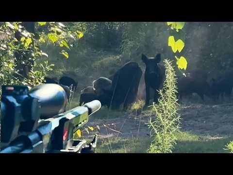 I Took a Bachelor Party Hog Hunting. Not What I Expected!