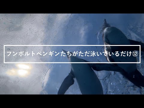 猫の動画サムネイル - フンボルトペンギンたちがただ泳いでいるだけ⑫
