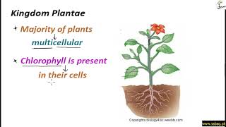 Kingdom Plantae and Kingdom Animalia