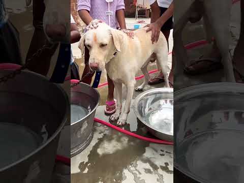 Aaj hum nahaile bani😂 #comedy #funny #love #youtube #bollywood #music #trending #shortvideos