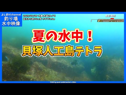 【夏の水中！】大阪の釣り場  貝塚人工島テトラ  2025年7月上旬 夏の水中映像  No.423
