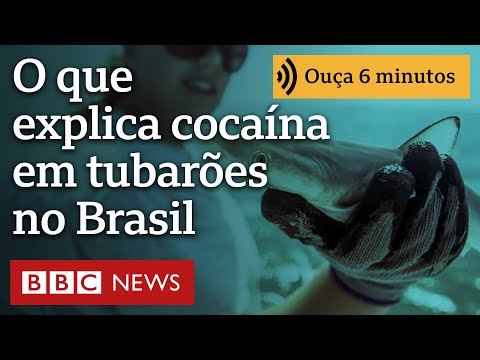 O que explica cocaína em tubarões no litoral do Brasil?