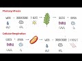 Photosynthesis and Cellular Respiration Concepts