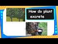 Plant Excretion and Waste Management
