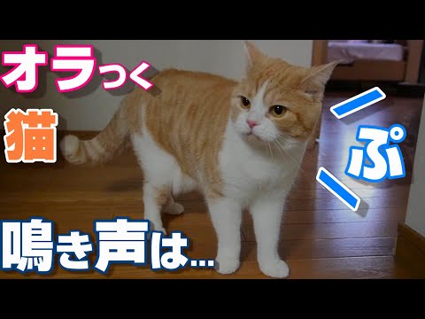 オラつく猫の鳴き声が特殊過ぎて目が離せなくなりました【スコティッシュフォールド】【アビシニアン】