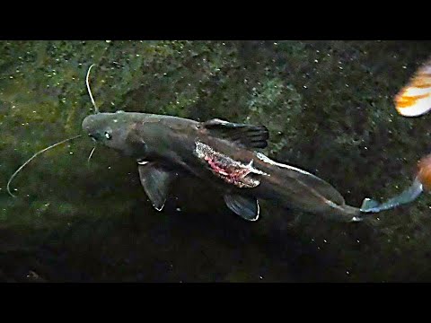 Pushback escalates_ Wels delivers more bites to th Our website_  https_//fish-story.com/

You can connect with us on Monster Fish Keepers forum (screen