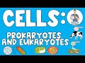 Cell Structure and Function Concepts