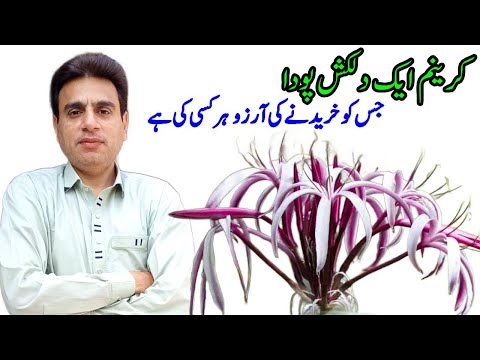 How to Grow Crinum Lily Plant | Easy Care Tips, Propagation & Blooming Guide