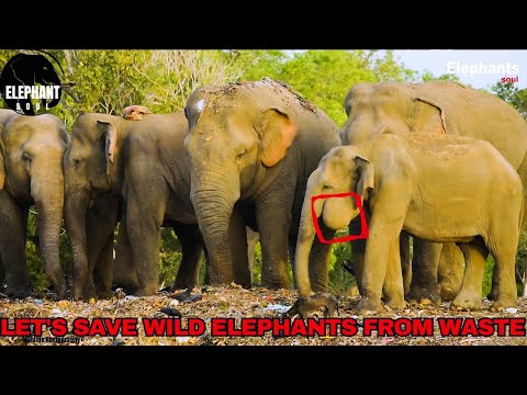 They Ate Plastic… and Died | The Elephant Crisis No One Talks About" Elephant Soul #srilanka