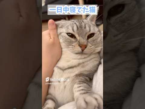 猫の動画サムネイル - 一日中猫のために働くママと寝てた猫 #shorts #猫 #cat