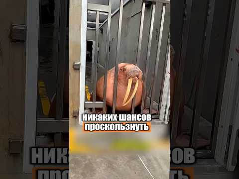 А вы знали, что моржи такое огромные? 😱🦭 #милыеживотные #животные