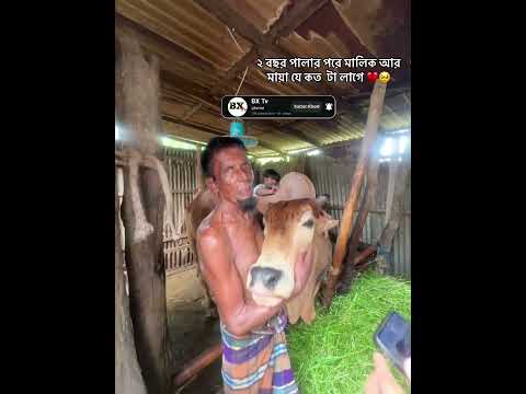 ২ বছর পালার পর মালিক আর মায়া যে কত টা লাগে 💔🥹 #comedy #eid #bxtv