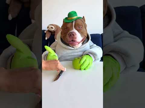 creen que soy el perro manzanero más guapo? #viral #perros #perrofeliz #dúo