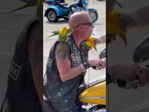 The Birdman from Chicago🦜