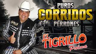 El Tigrillo Palma De Oro ⚡Las 20 Exitos Puros Corridos Mix Para Pistear 2025