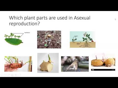 Asexual reproduction in plants (vegetative reproduction) - S.4 Biology  | New Curriculum| Lesson one