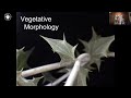 Plant Morphology and Life Cycles
