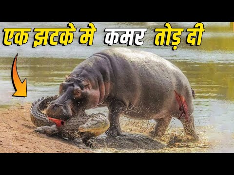 जब मगरमच्छ को भी हार माननी पड़ी !!