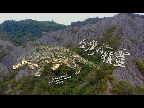 《地球的孤兒：台灣的精靈》台灣穿山甲：全球穿山甲的最後希望 - YouTube