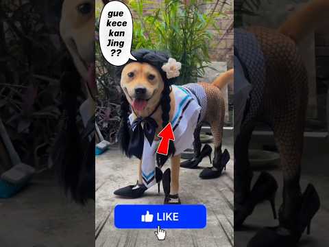 si plengky dan sepatu baru #short #shortsviral #shortvideo #anjing #anjinglucu #youtubeshorts