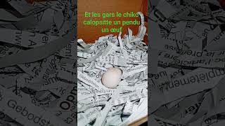 L'œuf deviendra un petit calopsitte 🪺🥚😍