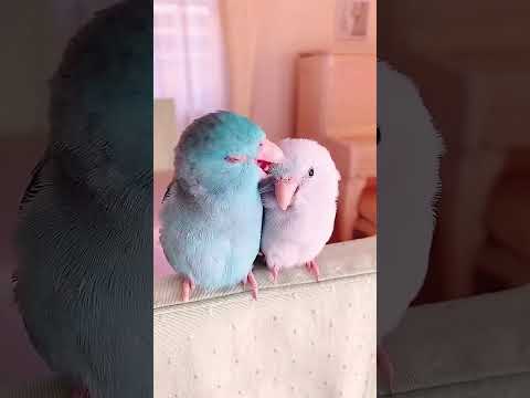 The Most Colourful Bird in the Room My Australian Parrot #AustralianParrot #ParrotLove #shortvideo