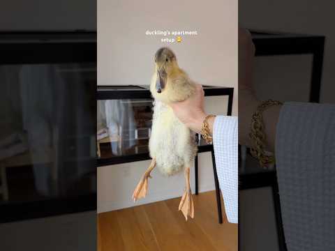 duckling’s apartment setup 🐥 #duck #duckling #pet #cute #asmrsounds #shorts