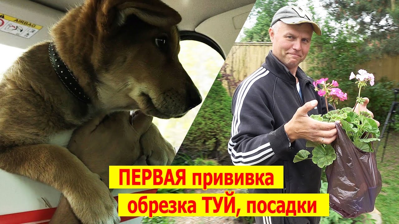 Первая прививка Марты, обрезка туй, посадка однолетников. Майский рабочий Влог