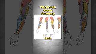 The Secret About Anatomy