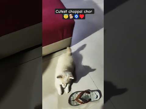 cutest chappal chor #dog #puppy #ytshorts #love #trending