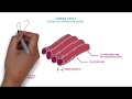 Tipos de Fibras Musculares y Funciones