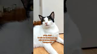 ¿Por qué toleramos a los humanos?  #cat #gatos #sayapo_cats #michis #gato #gatitostiernos  #gatitos
