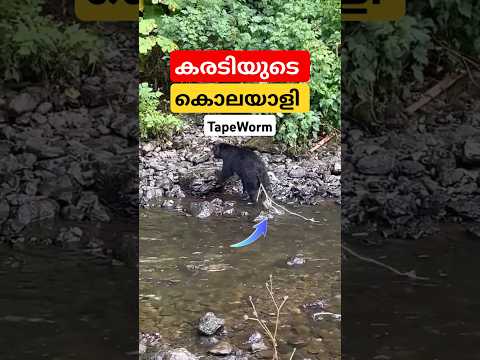 കരടിയുടെ കൊലയാളിയായ bear tapeworm #tapeworm #facts #malayalam #shorts