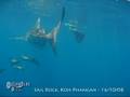 Whale Shark - Sail Rock, Koh Phangan, Thailand