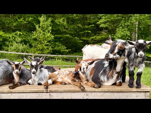 Zoomie Baby goats!