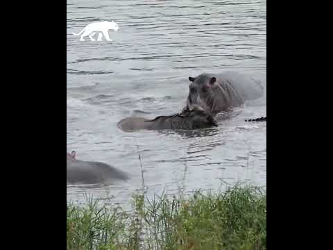 Hipopotamos se enfrentan a cocodrilos por salvar a un ñu
