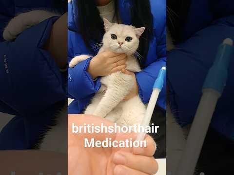 #britishshorthair #cat medication 브리티시숏헤어 고양이 약 먹이는 방법