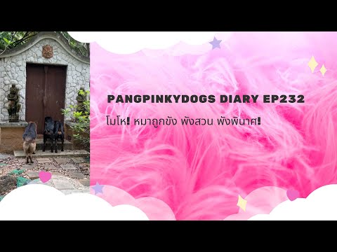 โมโห! หมาถูกขัง พังสวน พังพินาศ! l Pangpinkydogs Diary ep232