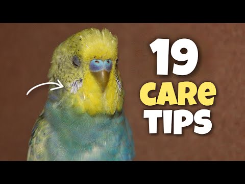 Budgie Owners Wish They Knew These 19 Facts! Tips for Budgie Care