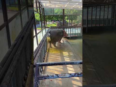Reminder for visiting the zoo. If you encounter a hippo with its butt facing you when visiting the