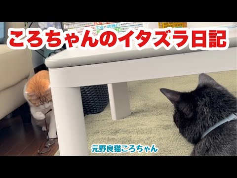 ころちゃんがイタズラしてるところを観察してみた！元野良猫ころちゃん